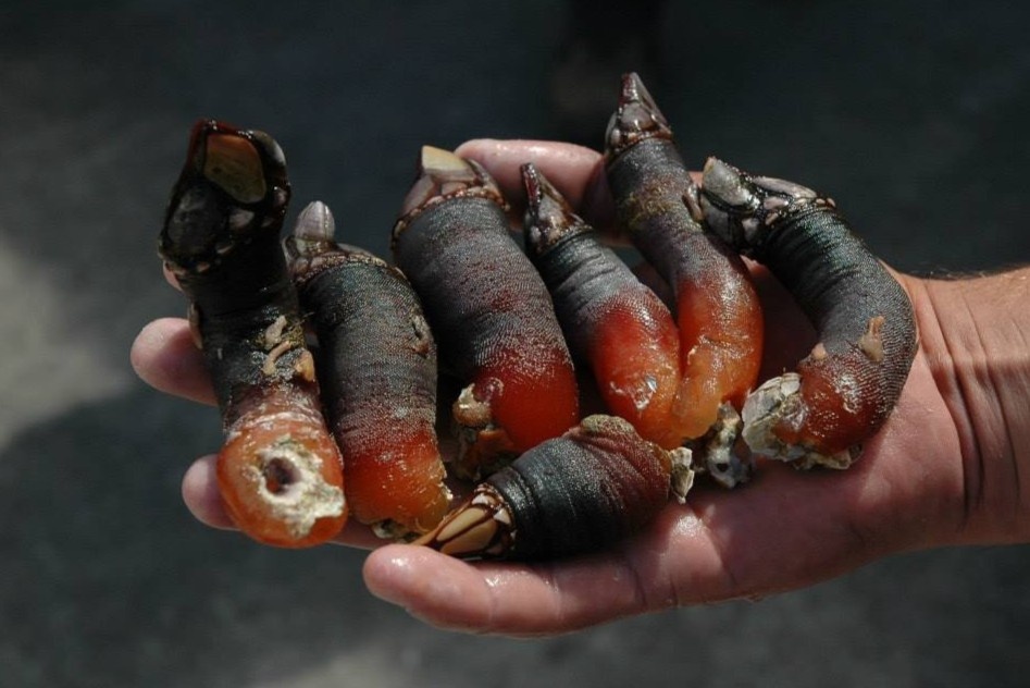 Nhung phu nu lam nghe san ngon tay quy o Dai Tay Duong hinh anh