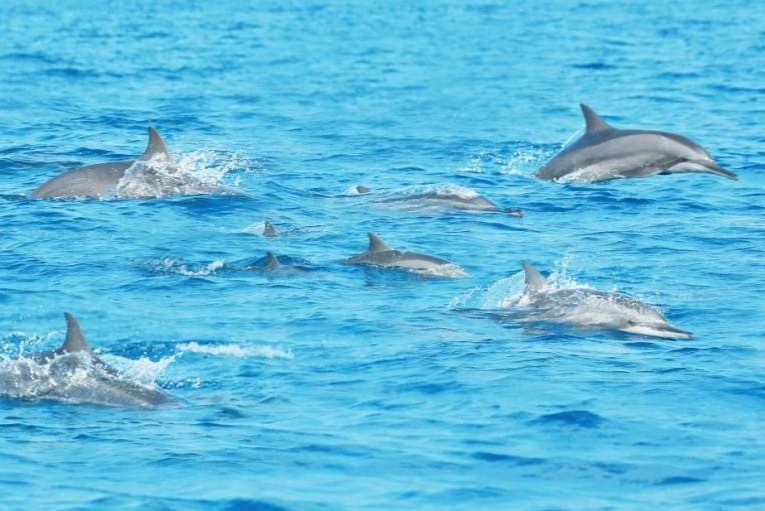 Hang chuc con ca heo mui chai xuat hien tren bien Thai Lan hinh anh