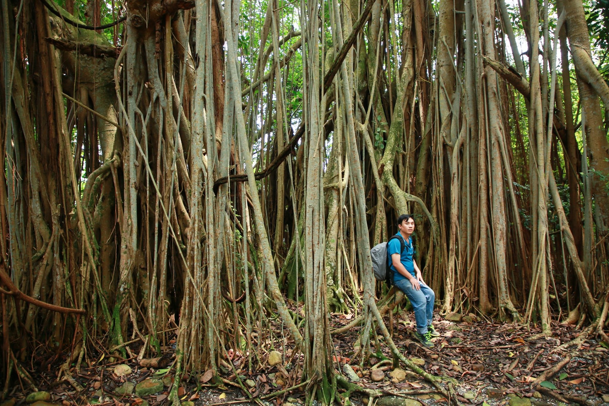 du lich Hai Phong anh 4
