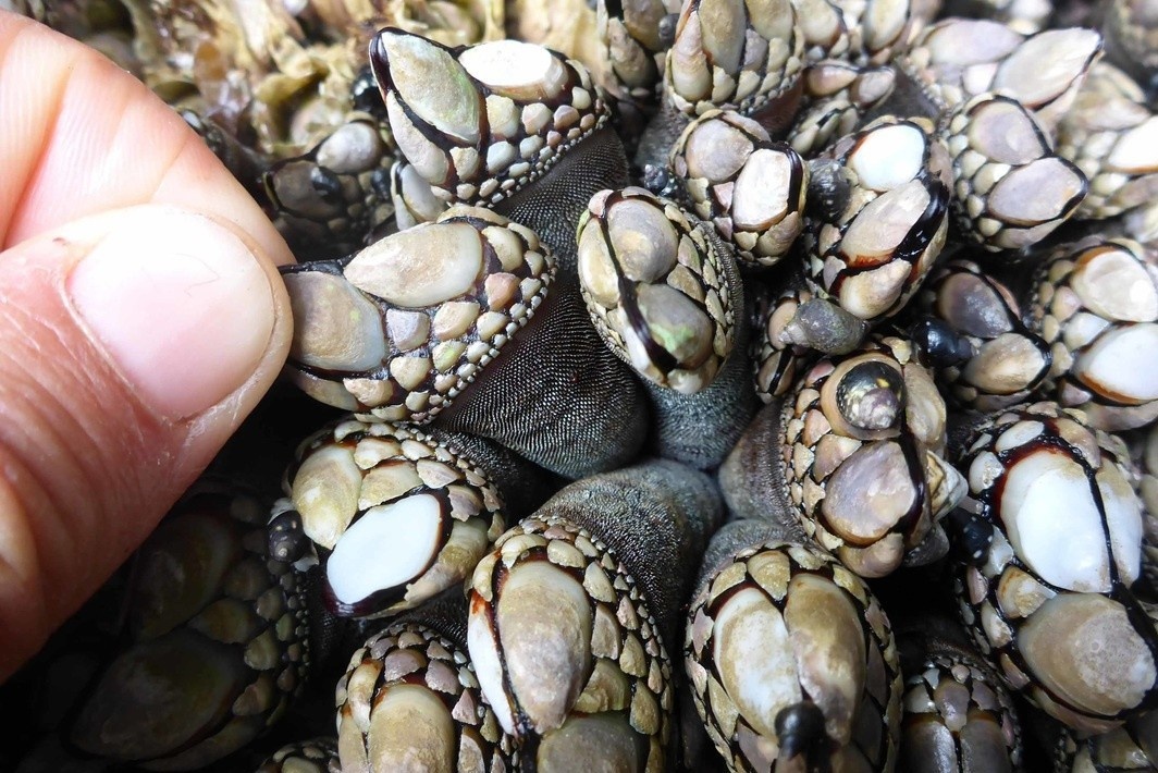 Nghe khai thac dac san ngon tay quy o Trung Quoc hinh anh