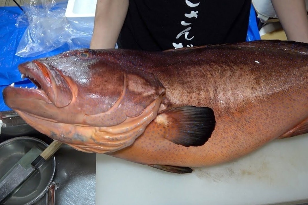 Dau bep Nhat xe thit ca mu do nang 20 kg, gia 750 USD hinh anh