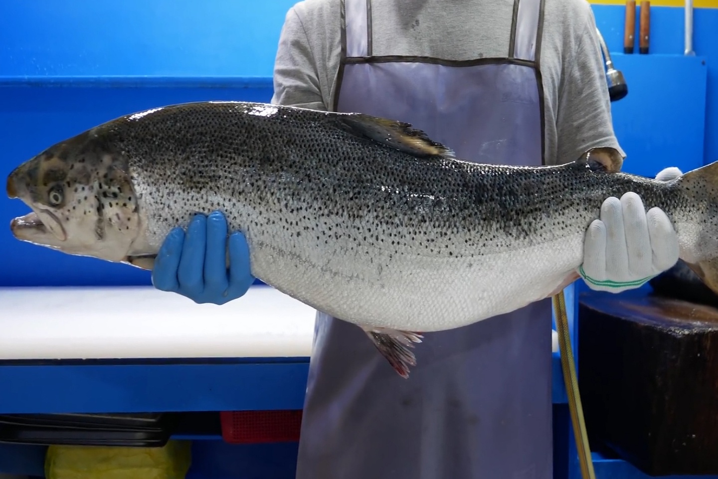 Dau bep Han xe thit ca hoi co lon lam sashimi hinh anh