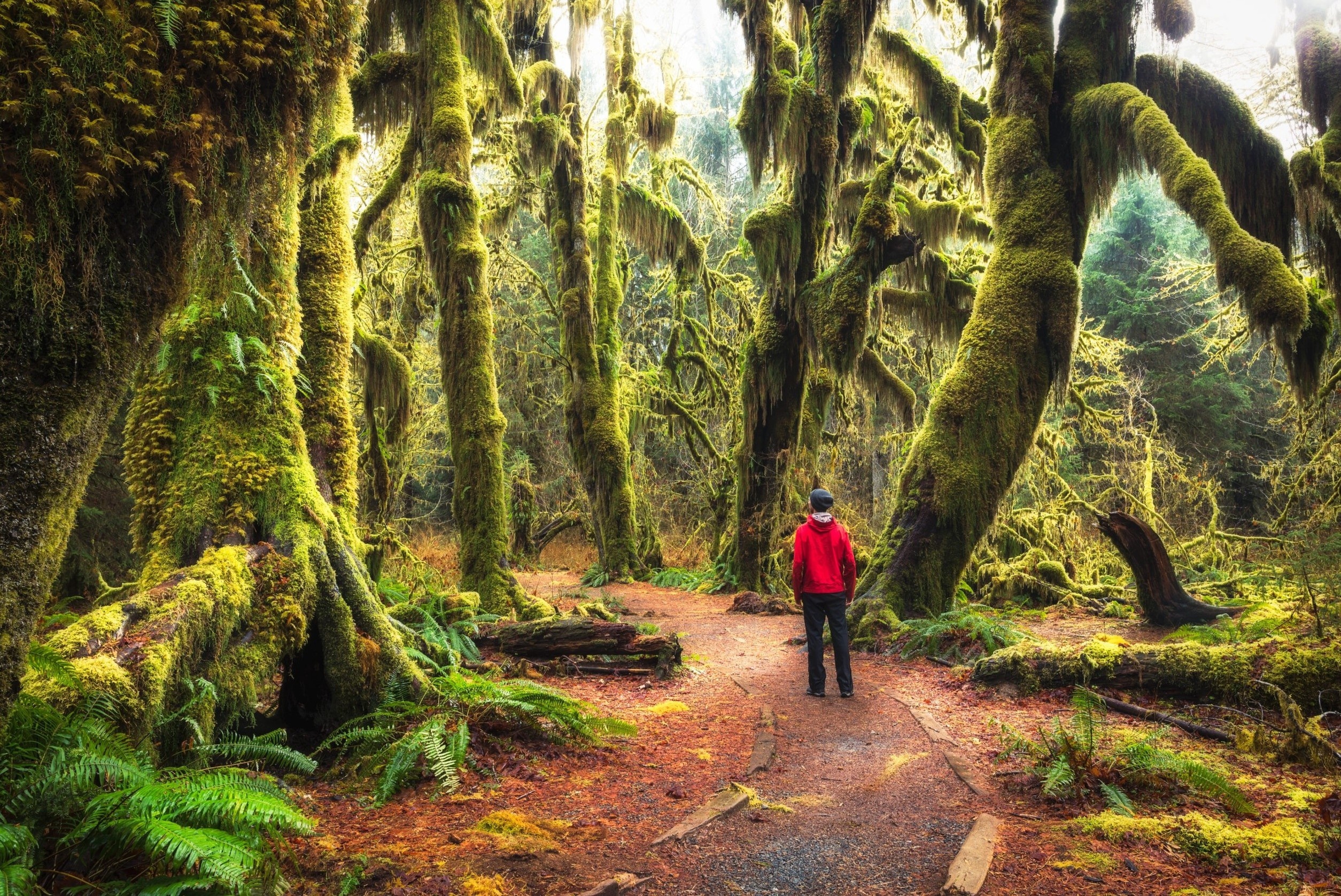 Canh rung My nhuom mau reu phong nhu the gioi co tich hinh anh