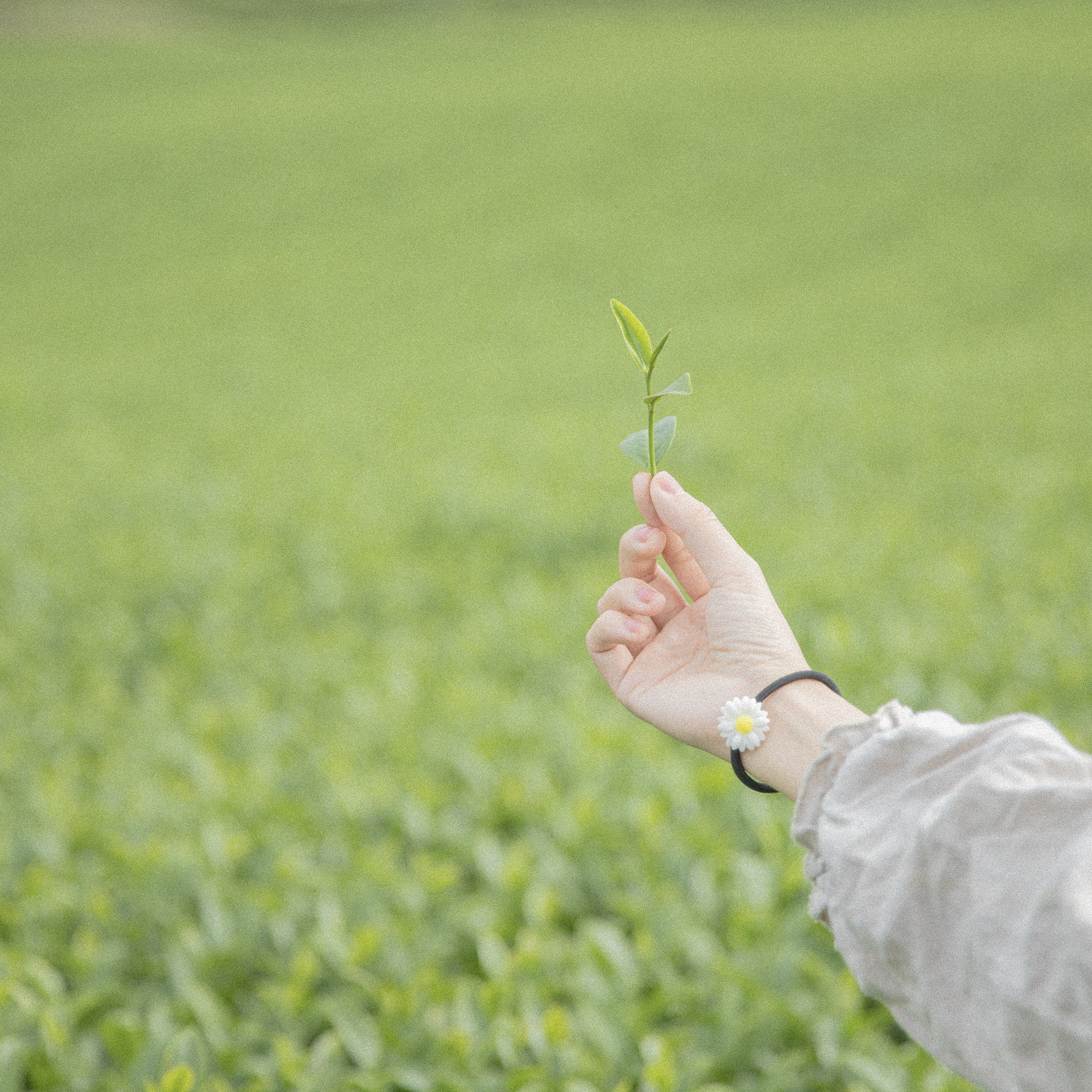 Moc Chau mua che anh 9