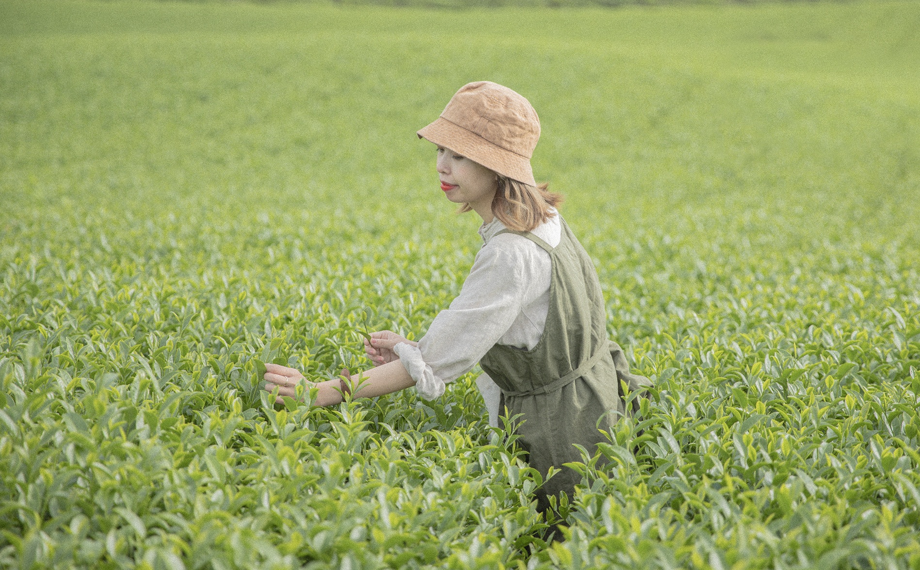 Moc Chau mua che anh 8