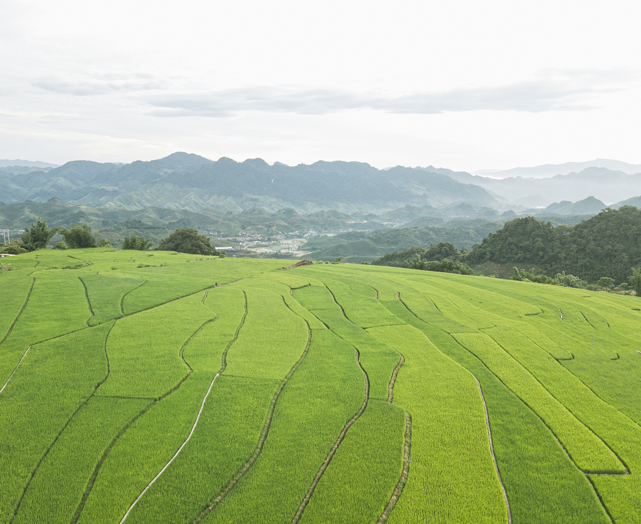 Moc Chau mua che anh 4