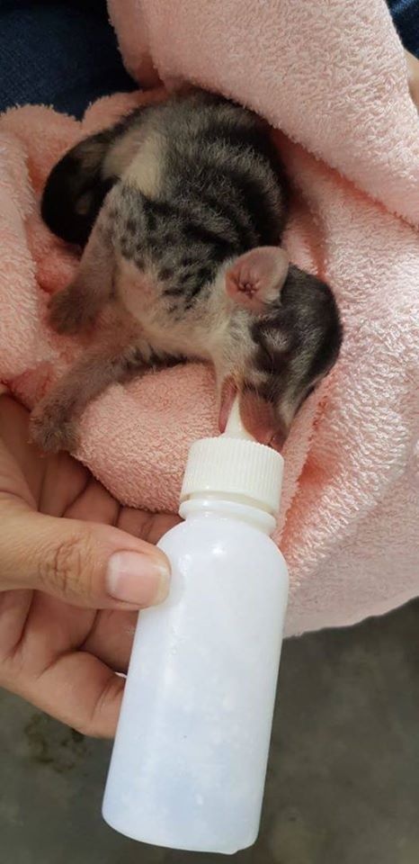 Thao Cam vien TP.HCM anh 2