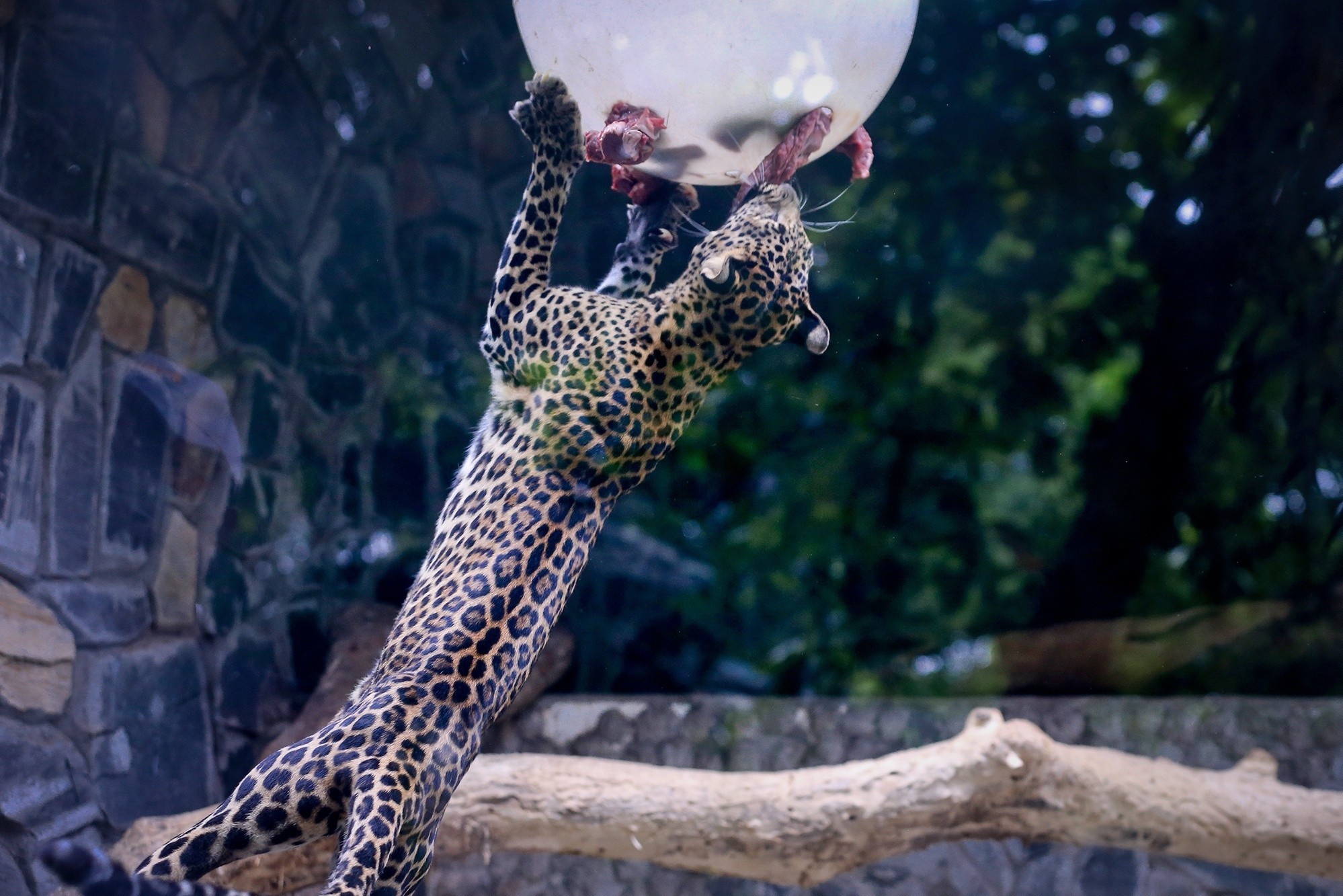 So thu 156 tuoi giua long Sai thanh hut gioi tre hinh anh