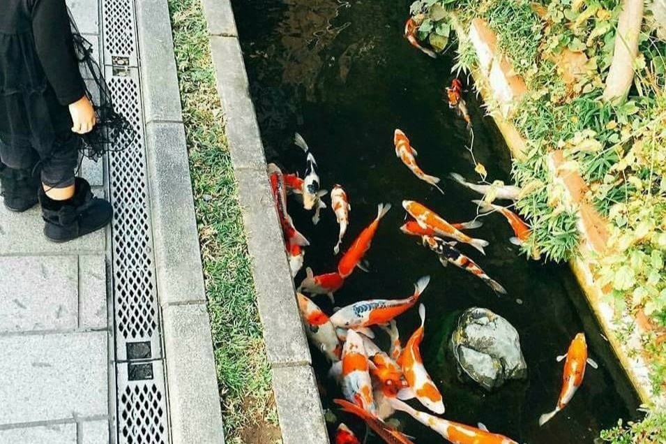 Ca Koi boi loi duoi cong nuoc thanh pho o Nhat Ban hinh anh