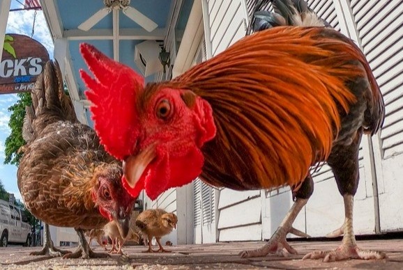 Dao ga hoang va 5 dia diem bi dong vat xam chiem hinh anh