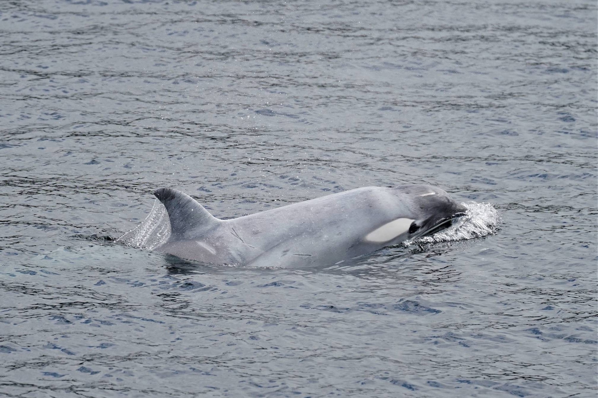 Phat hien ca voi sat thu bach tang cuc hiem hinh anh