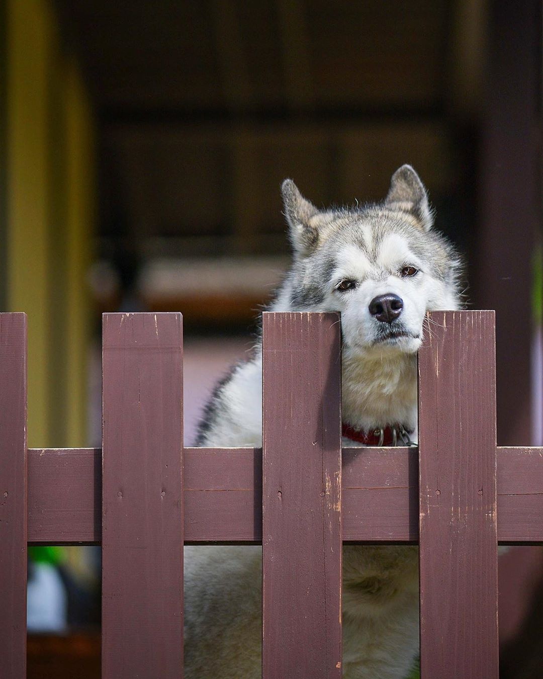 làng Miyama Kayabuki  ảnh 7 lang Miyama Kayabuki anh 7