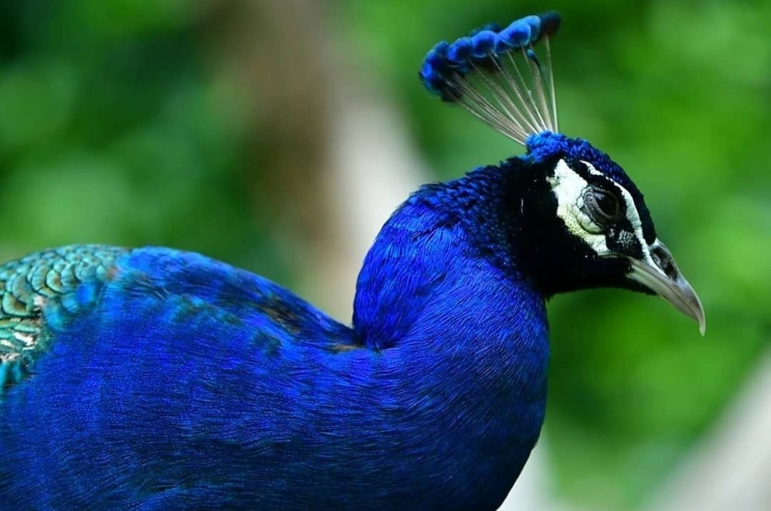 So thu lau doi bac nhat the gioi giua long TP.HCM hinh anh