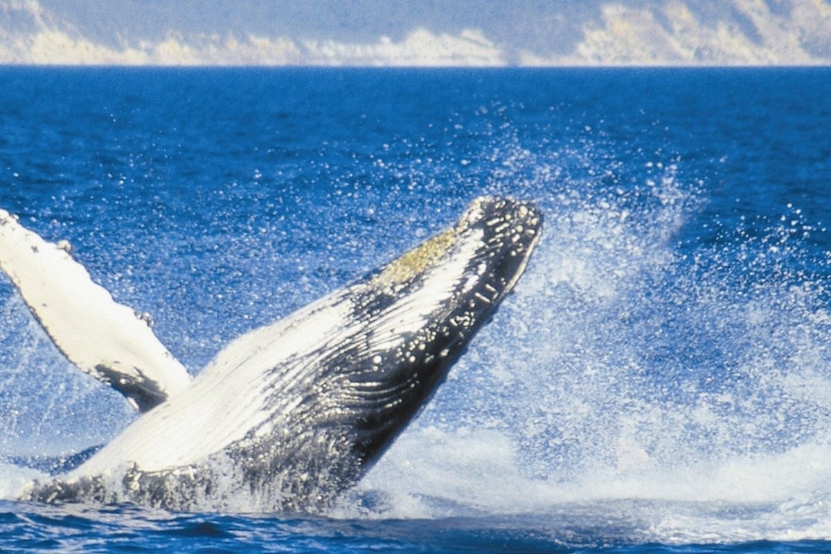 3 con ca voi co lon boi sat thuyen du khach hinh anh