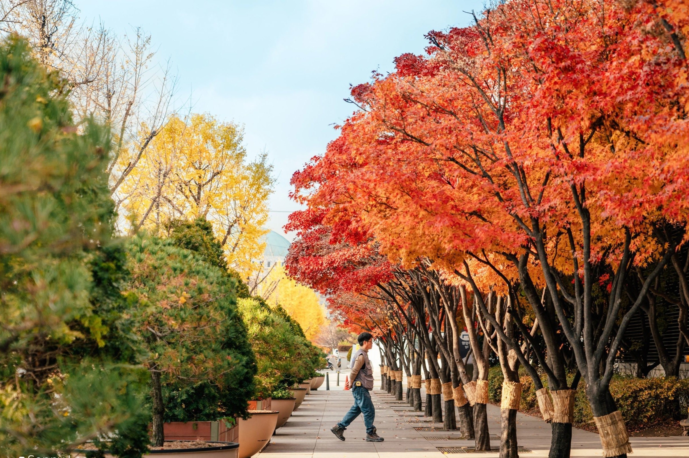 Sac do phu khap con duong Han Quoc mua thu hinh anh