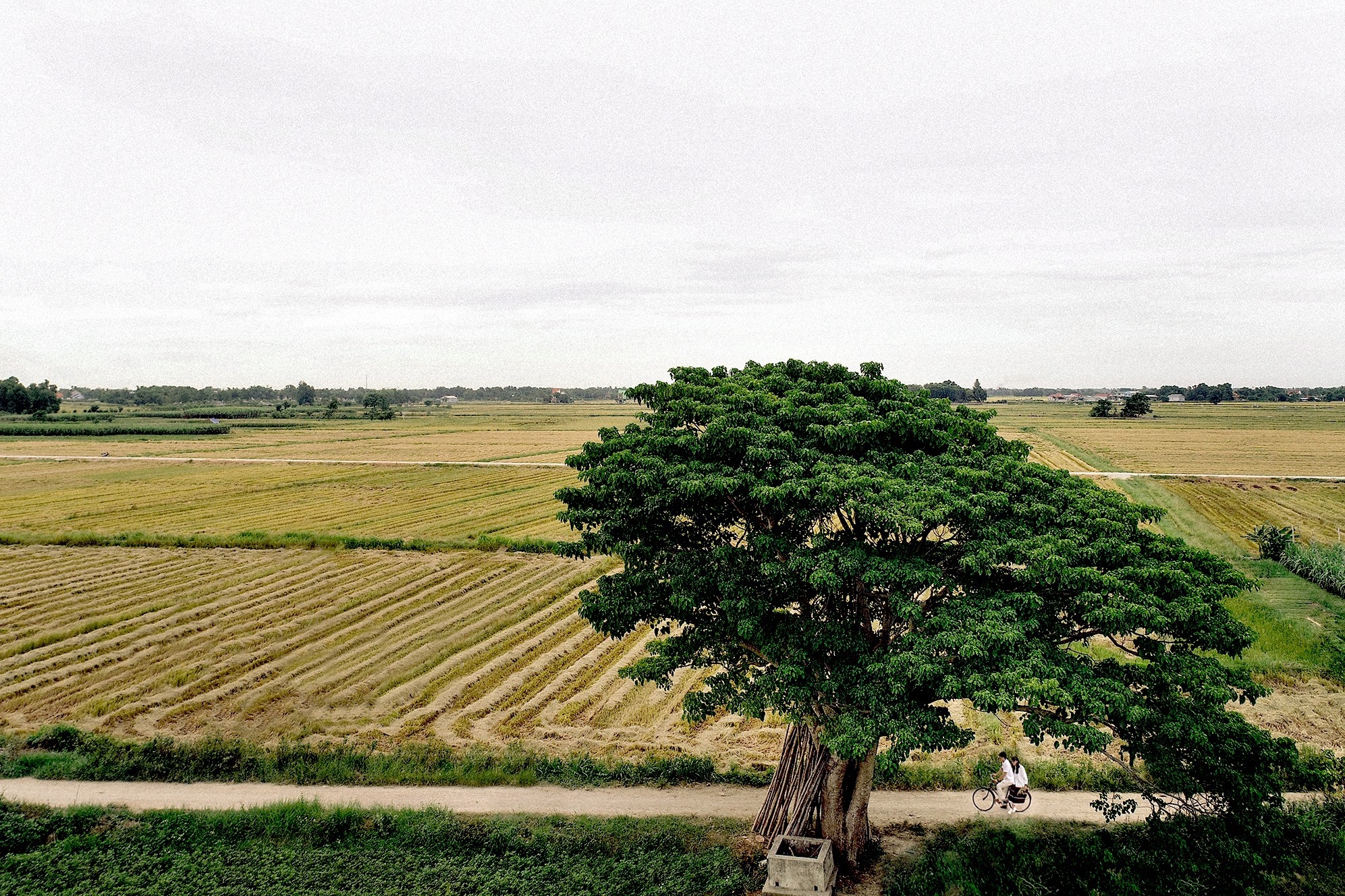 cây mắt biếc ảnh 4 cay mat biec anh 4