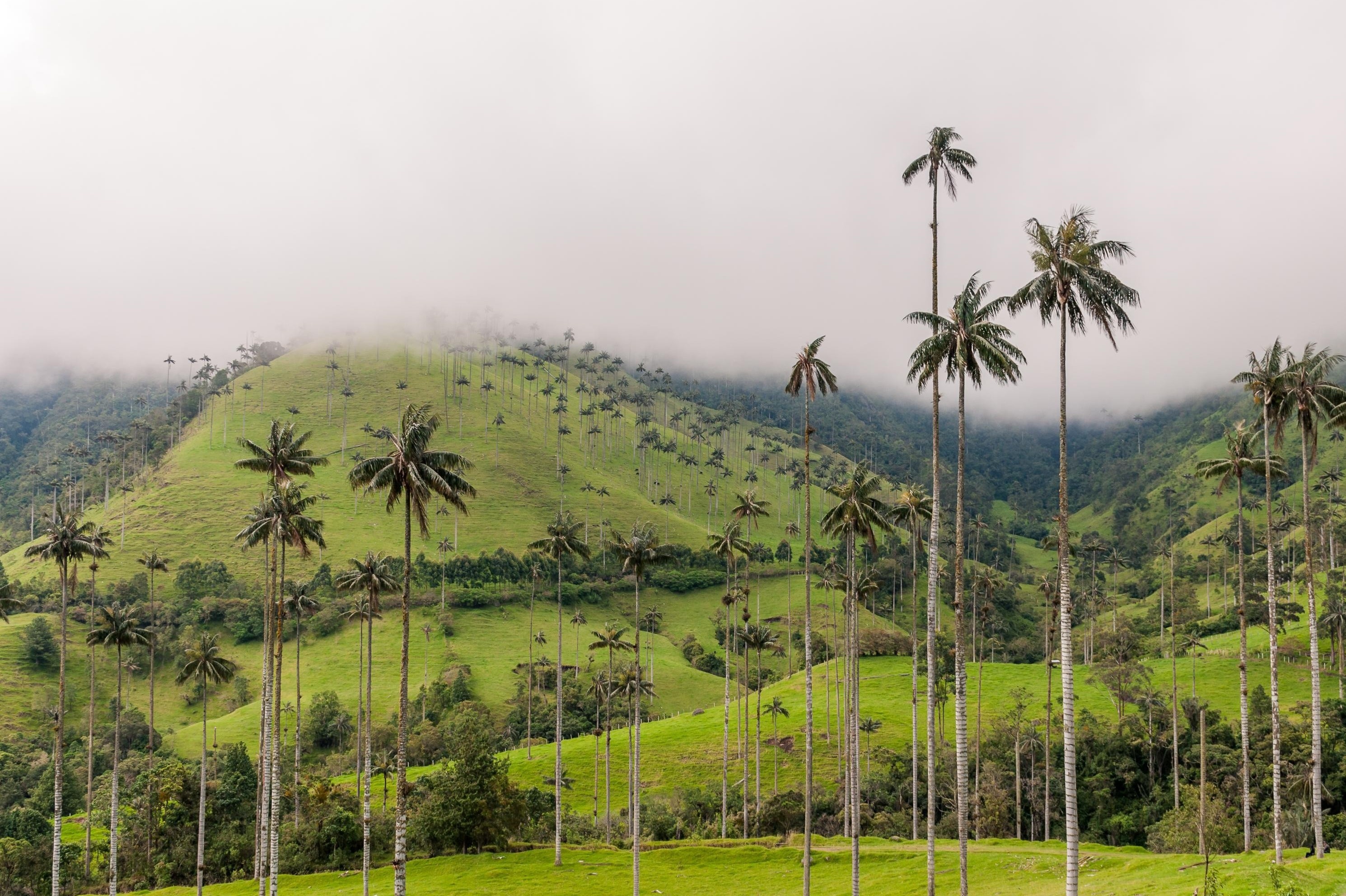 Thung lung co cao nhat the gioi hinh anh