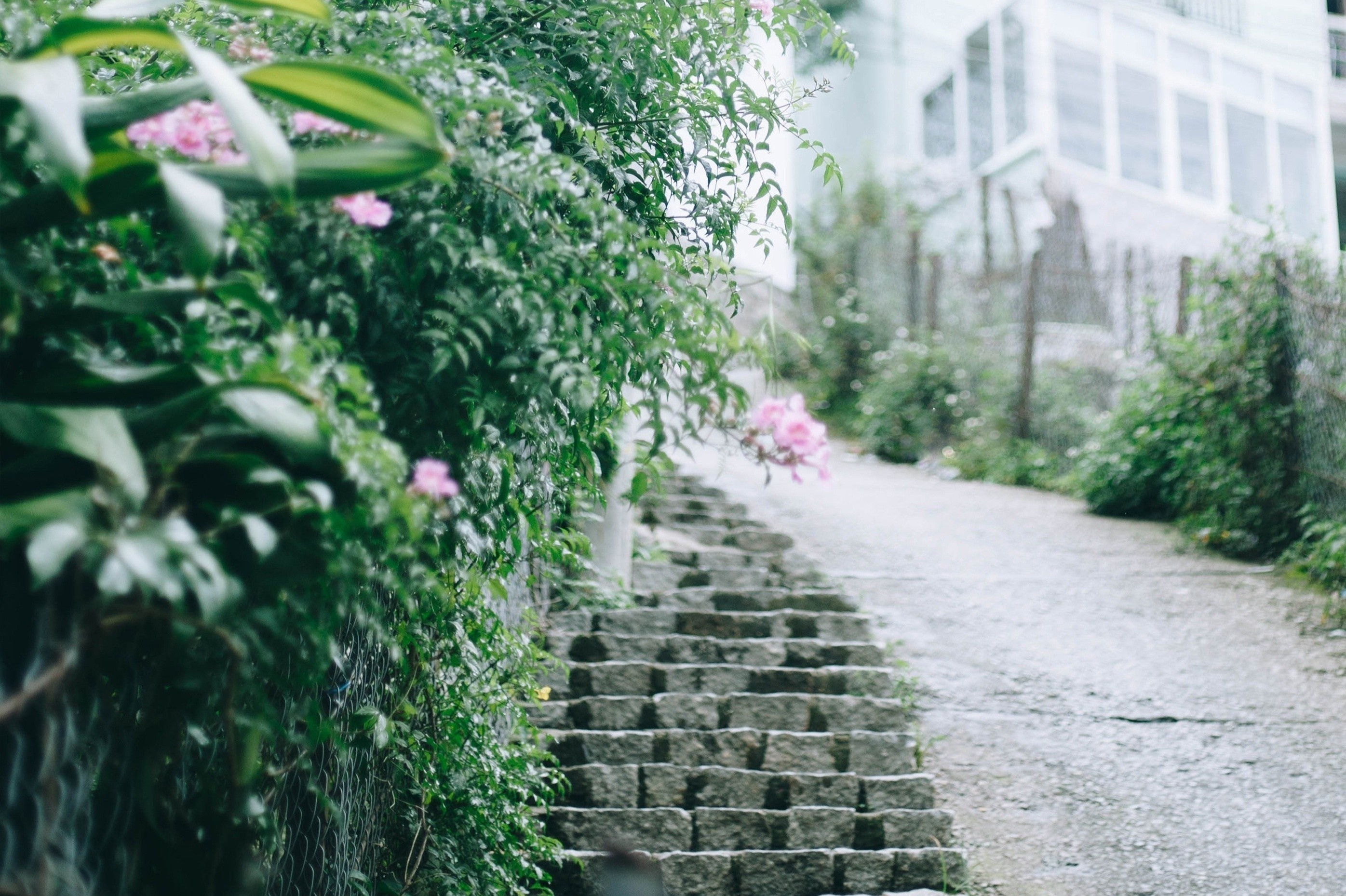 Ve binh yen cua thanh pho suong mu Da Lat hinh anh