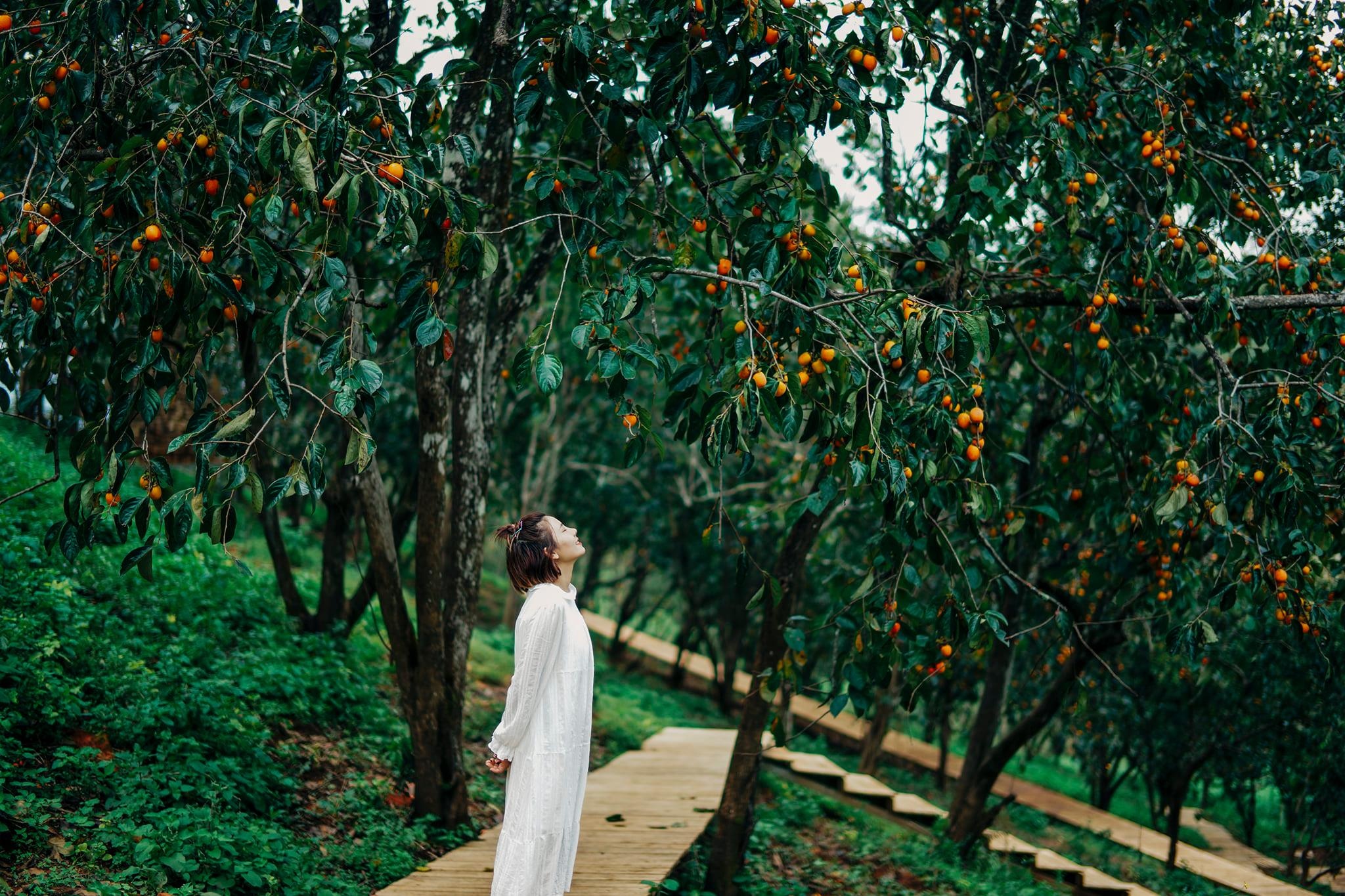 vuon hong nha Tom anh 3