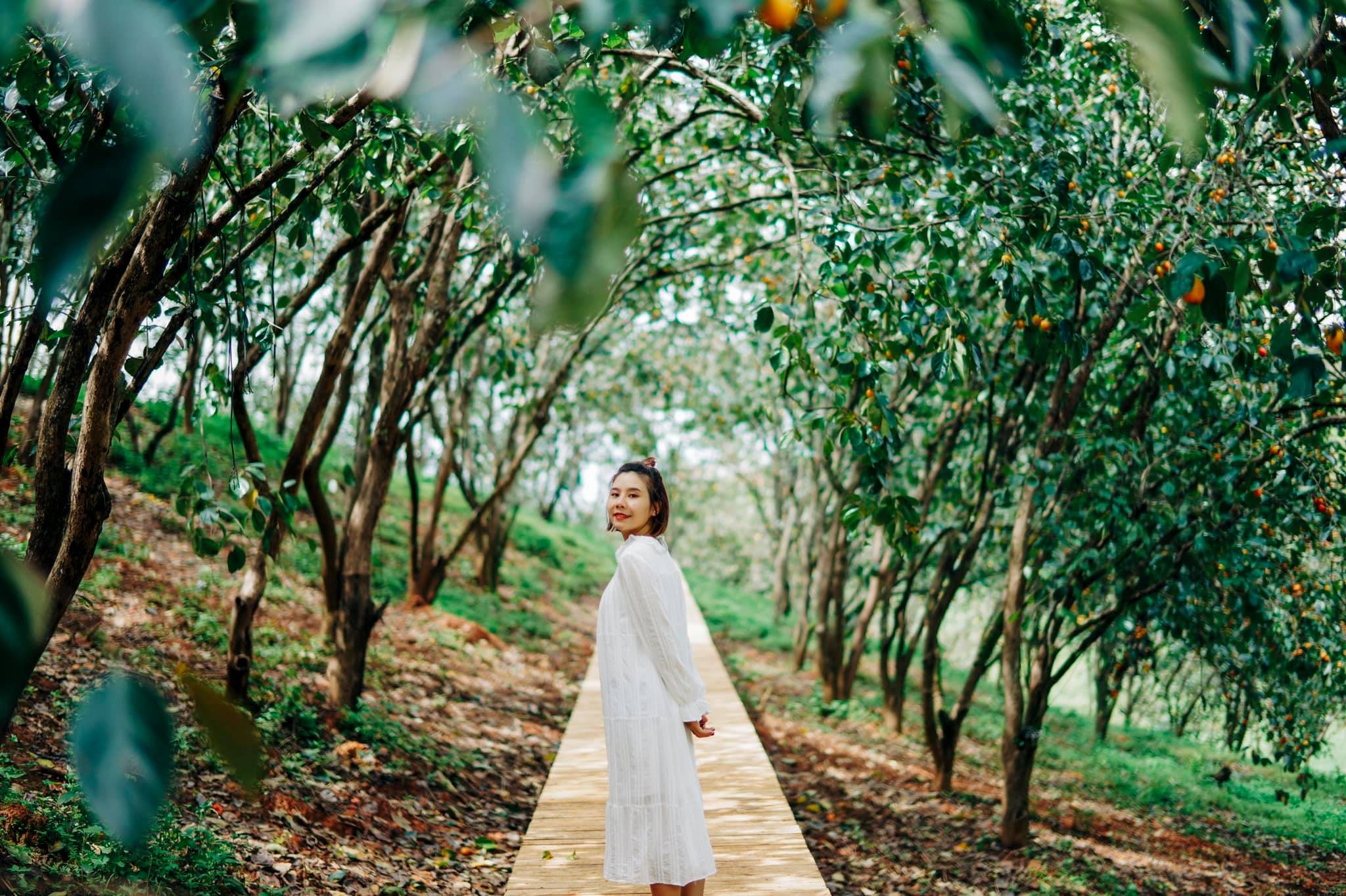 vuon hong nha Tom anh 8