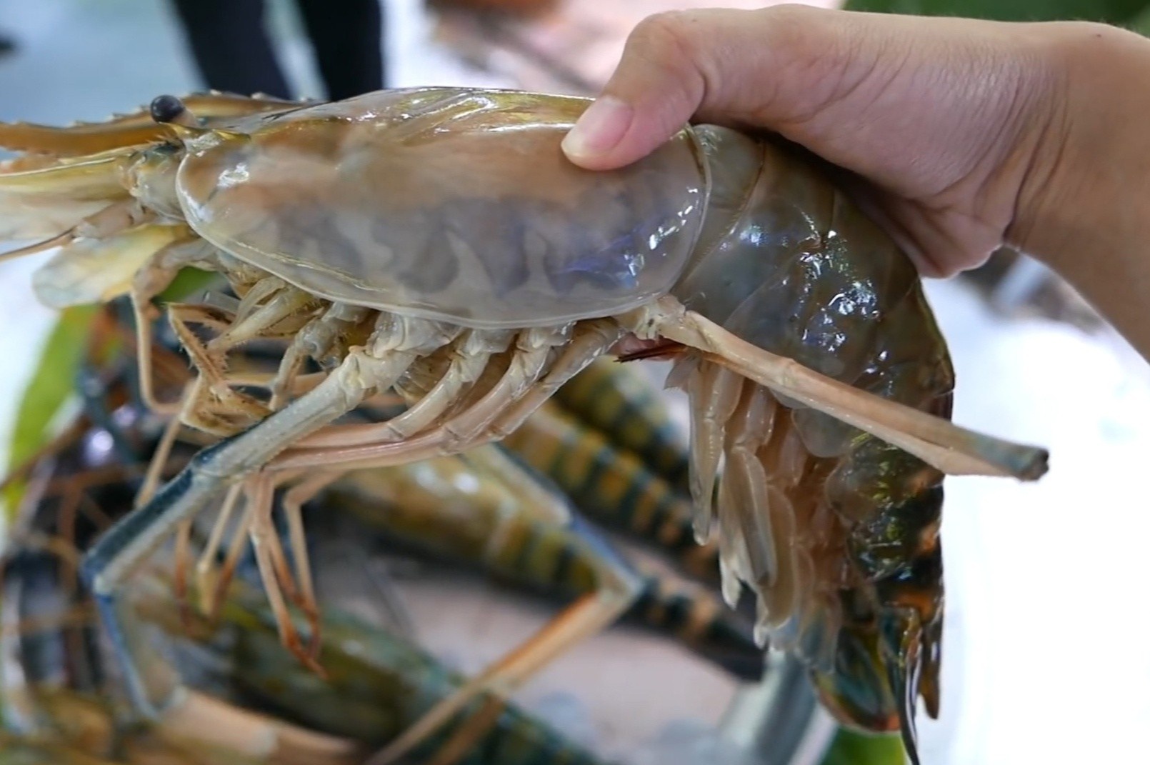 Tom cang xanh sot ca ri kieu Thai hinh anh