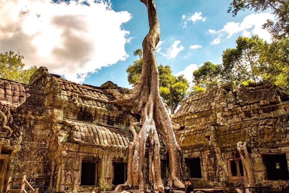 Nhung ngoi den, chua nam duoi bo re cay co thu hinh anh