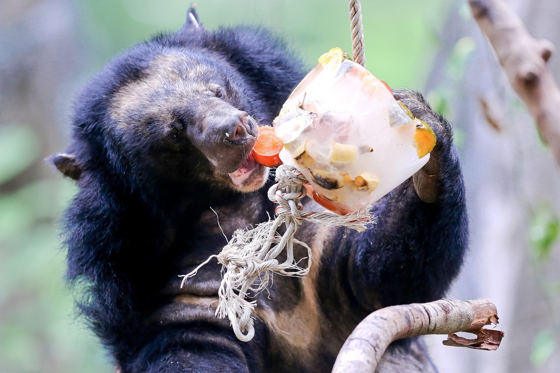 Thao Cam Vien tang gia ve tu dau nam 2021 hinh anh