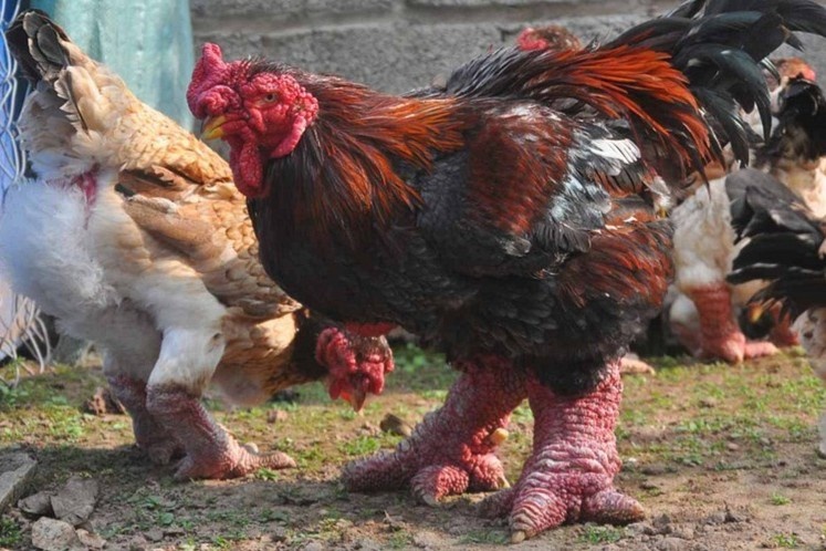 Bao nuoc ngoai giai thich ly do ga Dong Tao dat do hinh anh