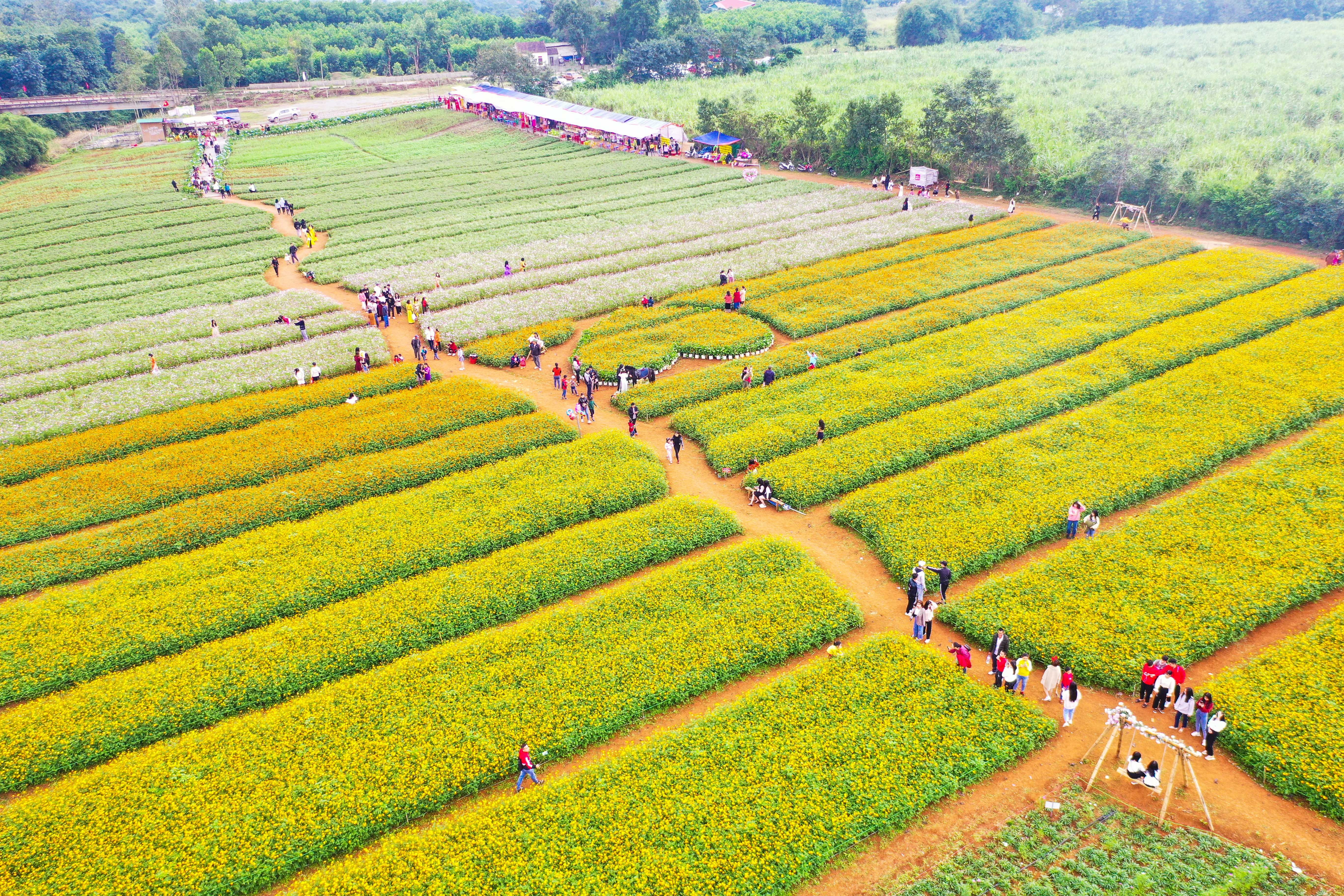 Vuon hoa xuan Thai Hoa anh 1