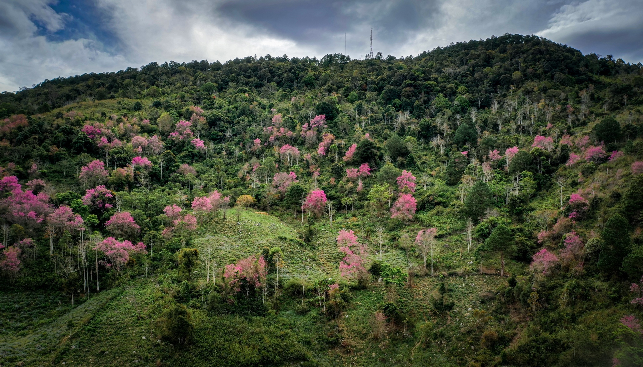 mai anh dao Da Lat anh 2