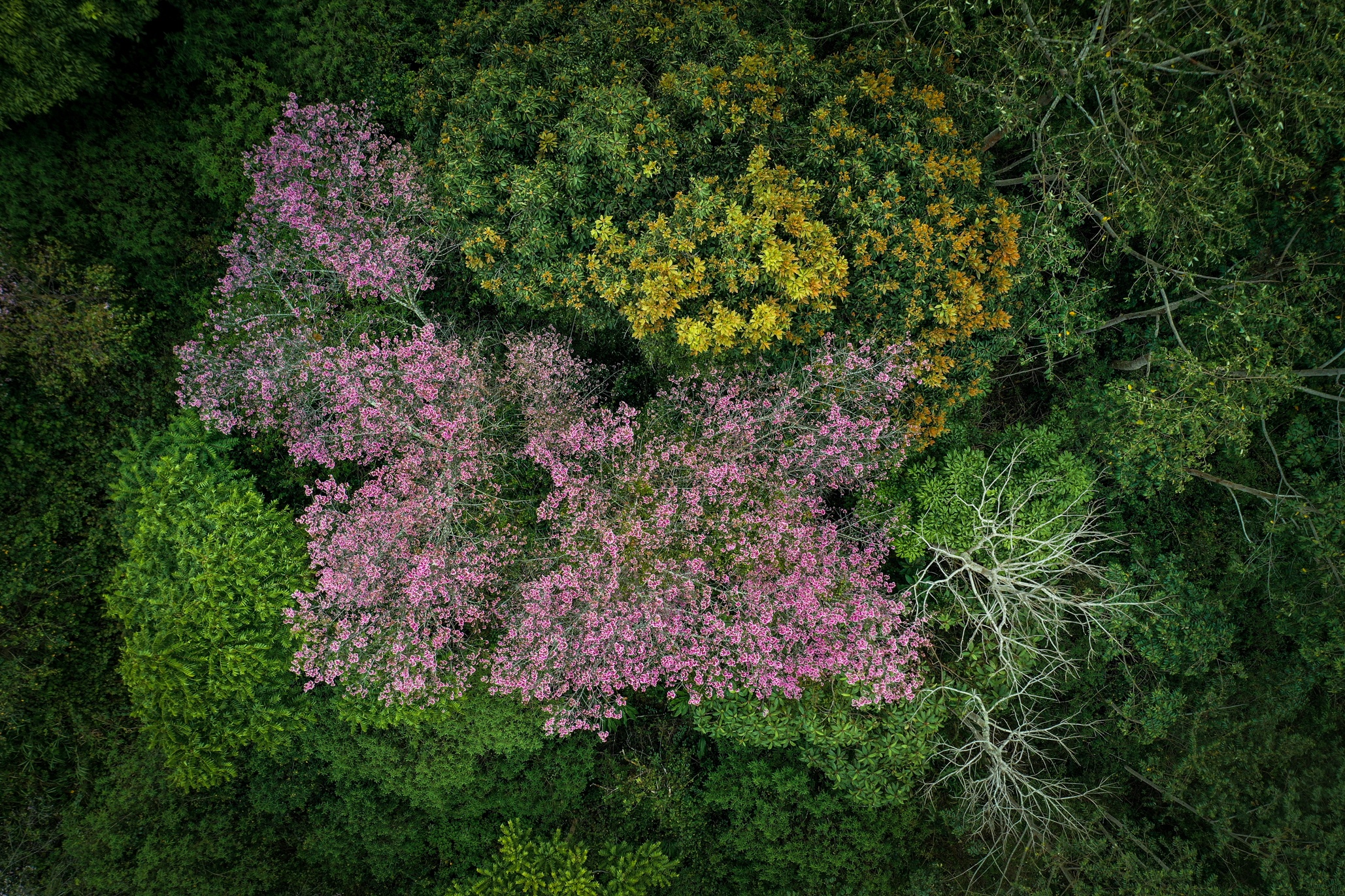 mai anh dao Da Lat anh 1