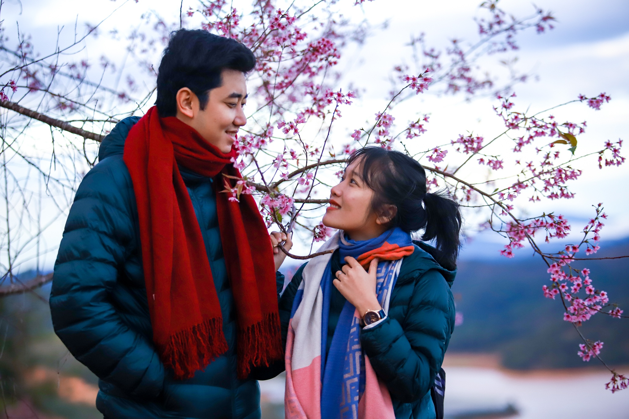 Mai anh dao no ro o Da Lat dip dau nam hinh anh
