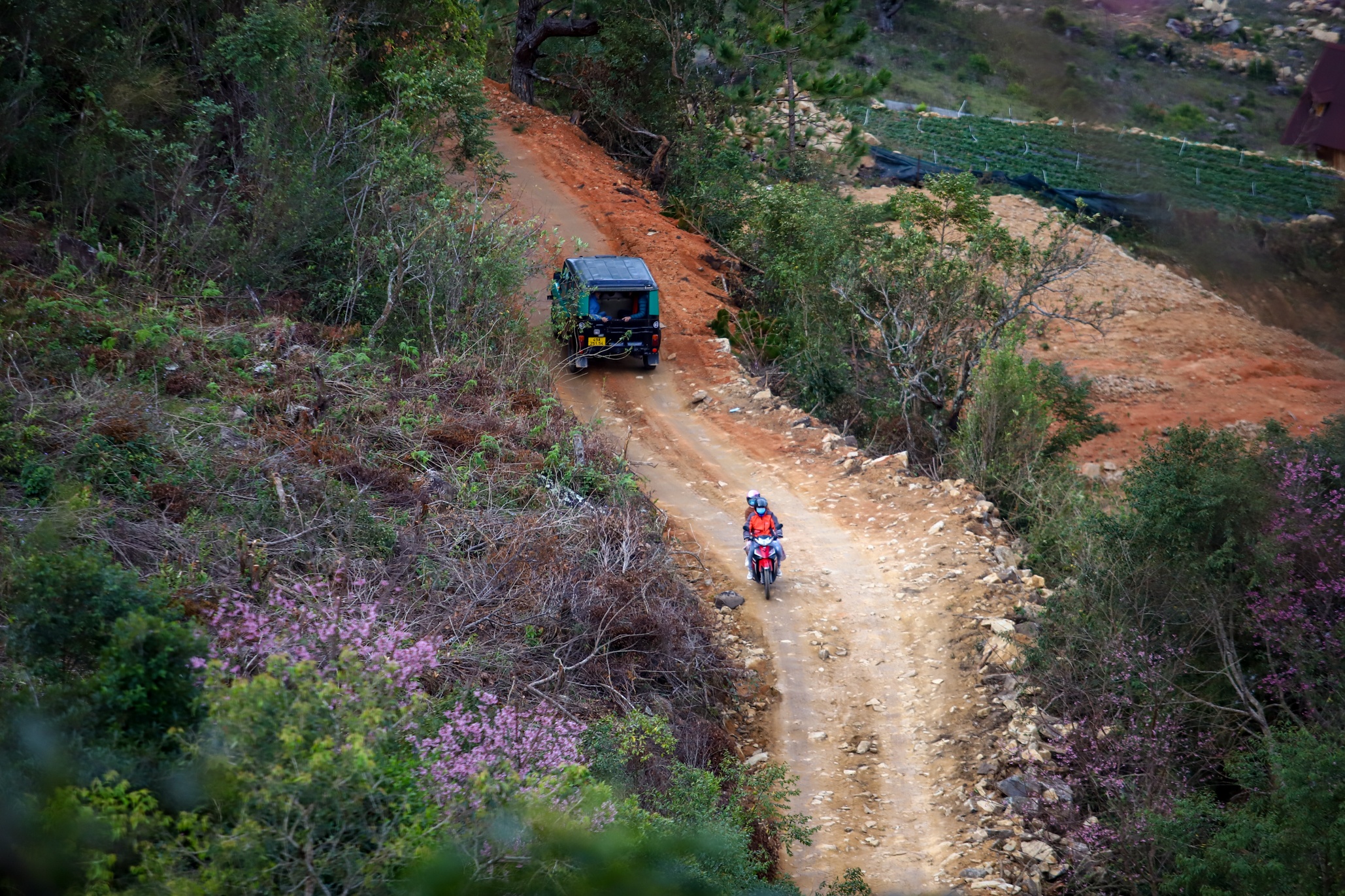 mai anh dao Da Lat anh 20