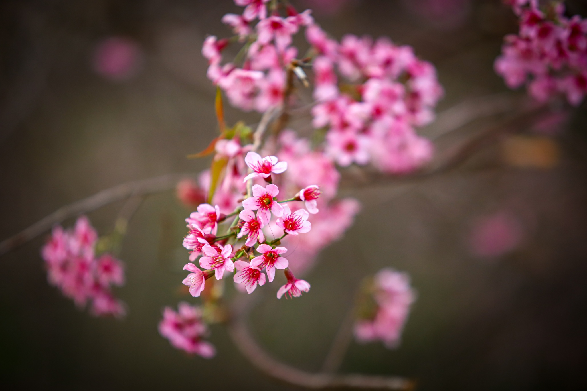 mai anh dao Da Lat anh 15