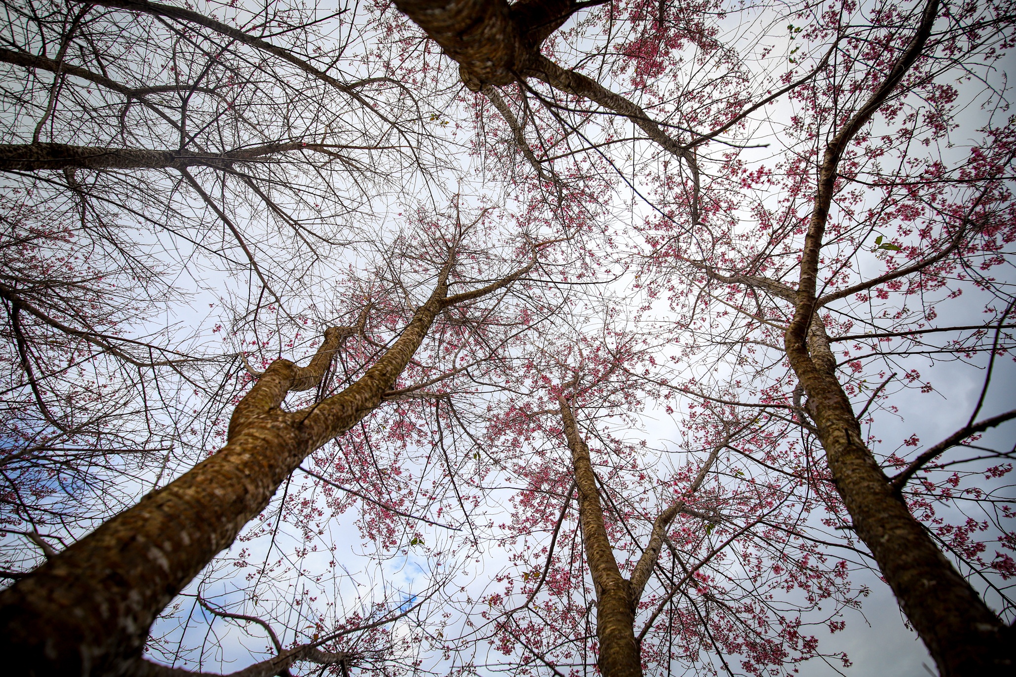 mai anh dao Da Lat anh 14