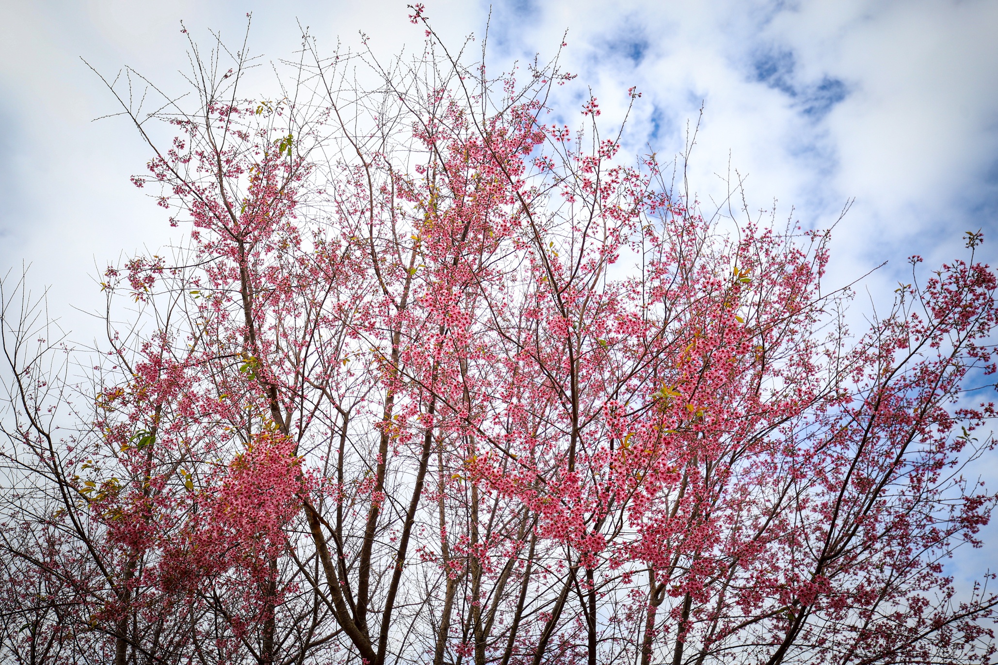 mai anh dao Da Lat anh 12