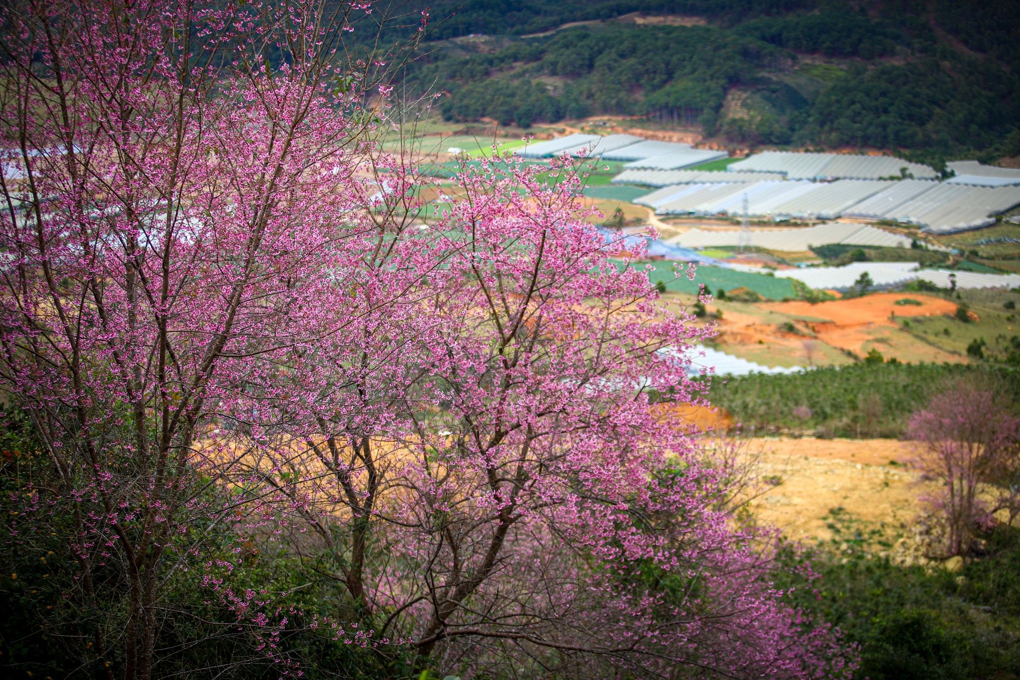 mai anh dao Da Lat anh 11