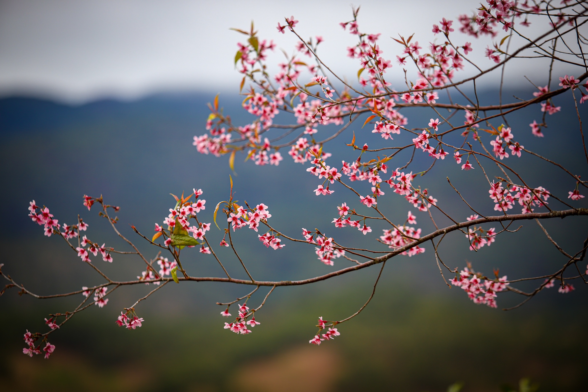mai anh dao Da Lat anh 13