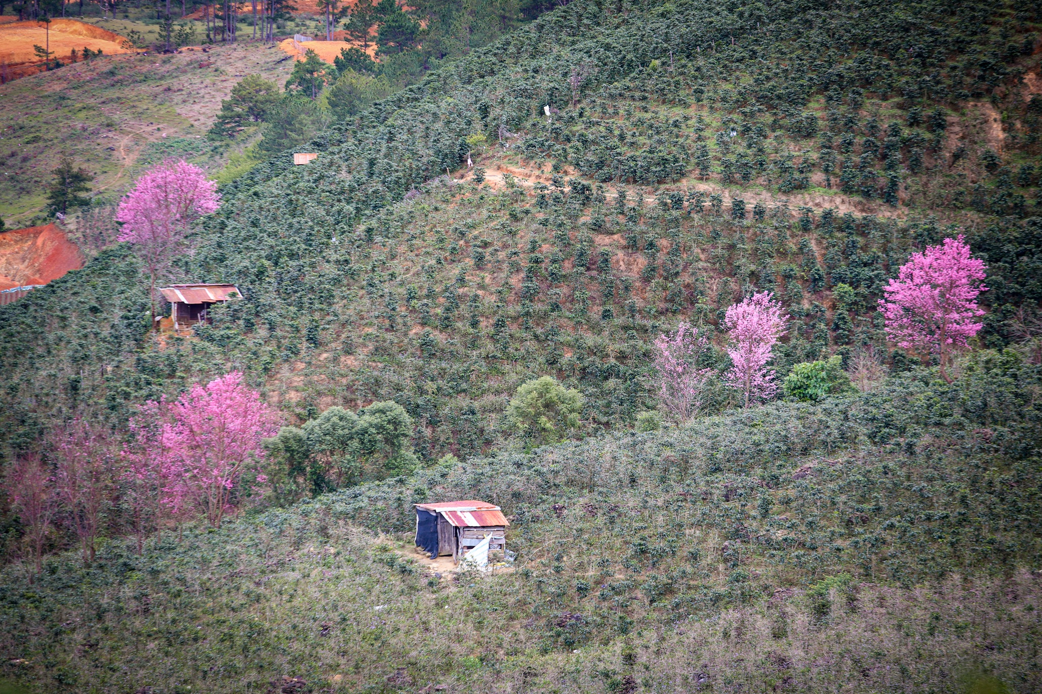 mai anh dao Da Lat anh 4