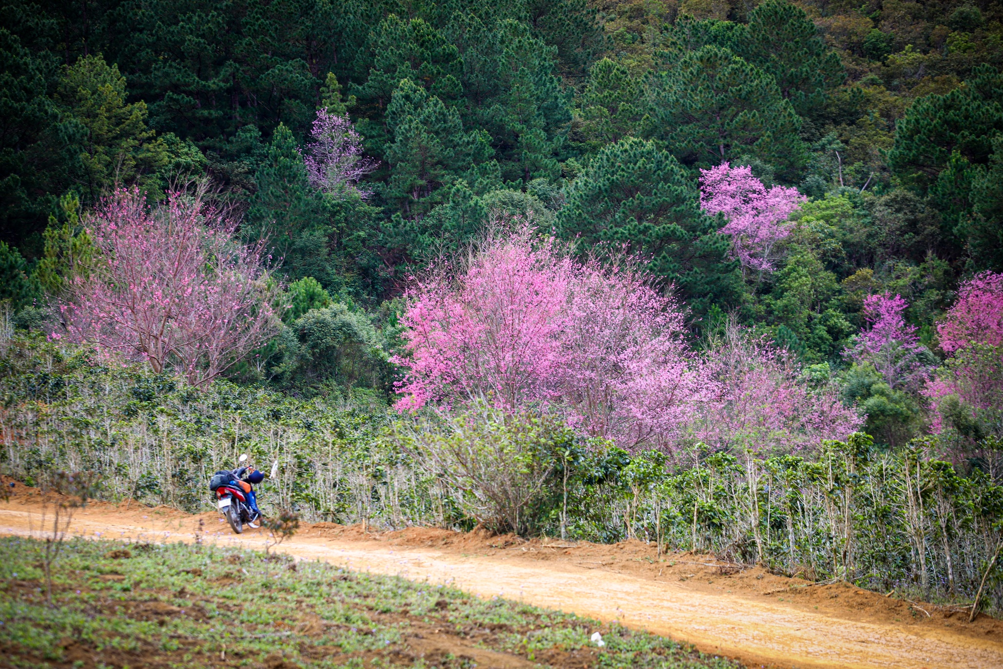 mai anh dao Da Lat anh 5