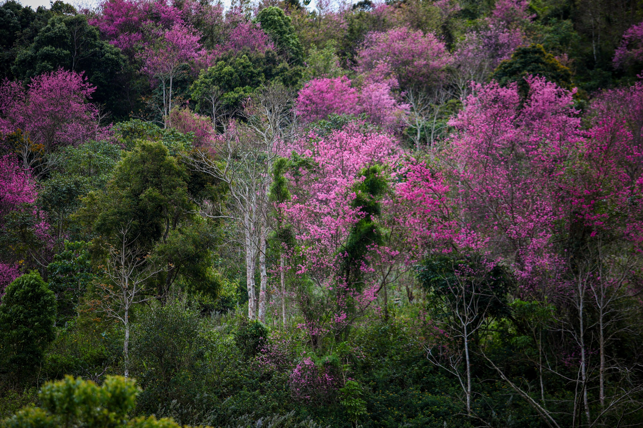 mai anh dao Da Lat anh 6