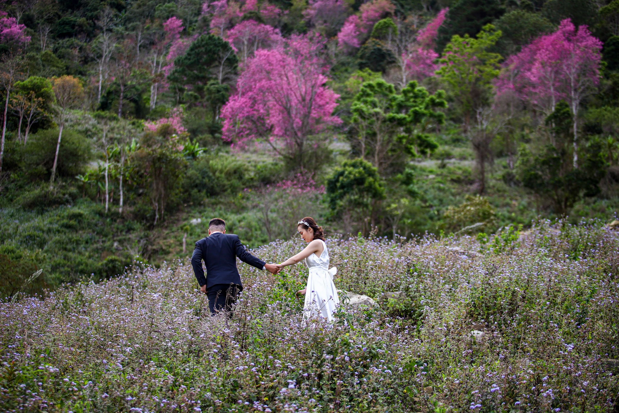 mai anh dao Da Lat anh 7