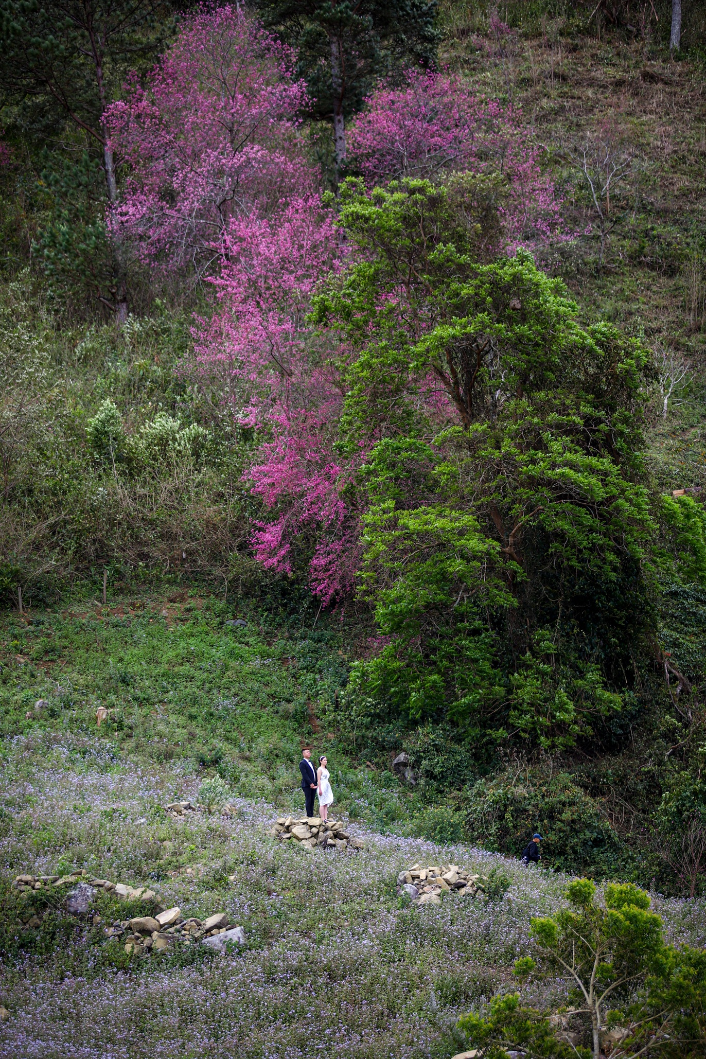 mai anh dao Da Lat anh 8