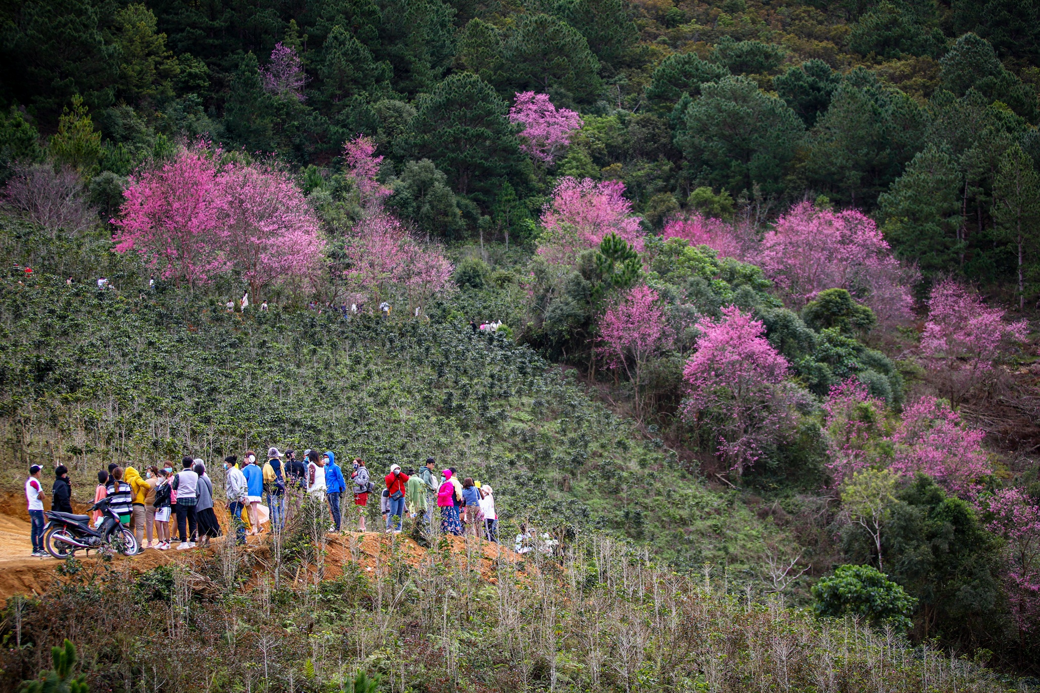 mai anh dao Da Lat anh 18