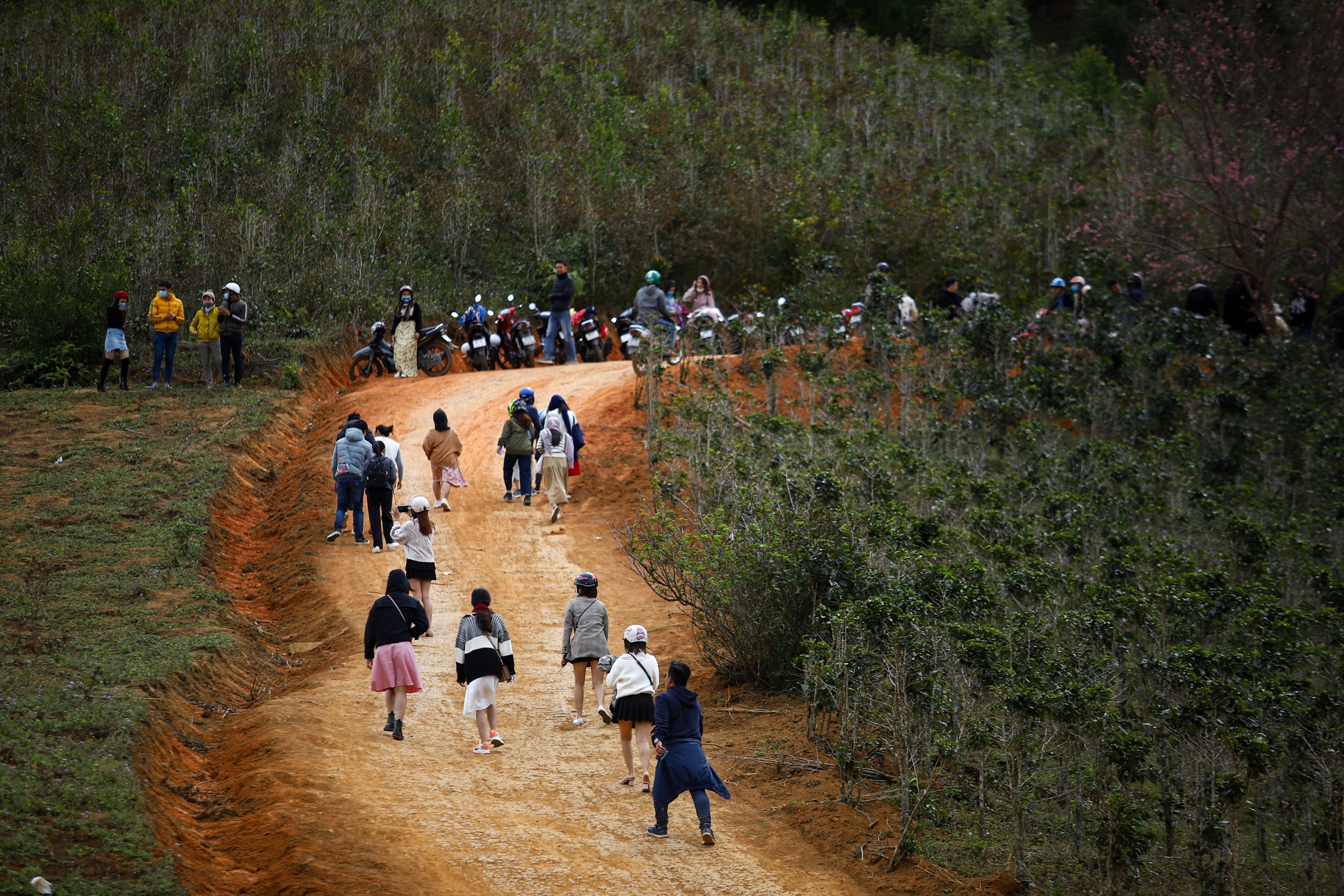 mai anh dao Da Lat anh 16