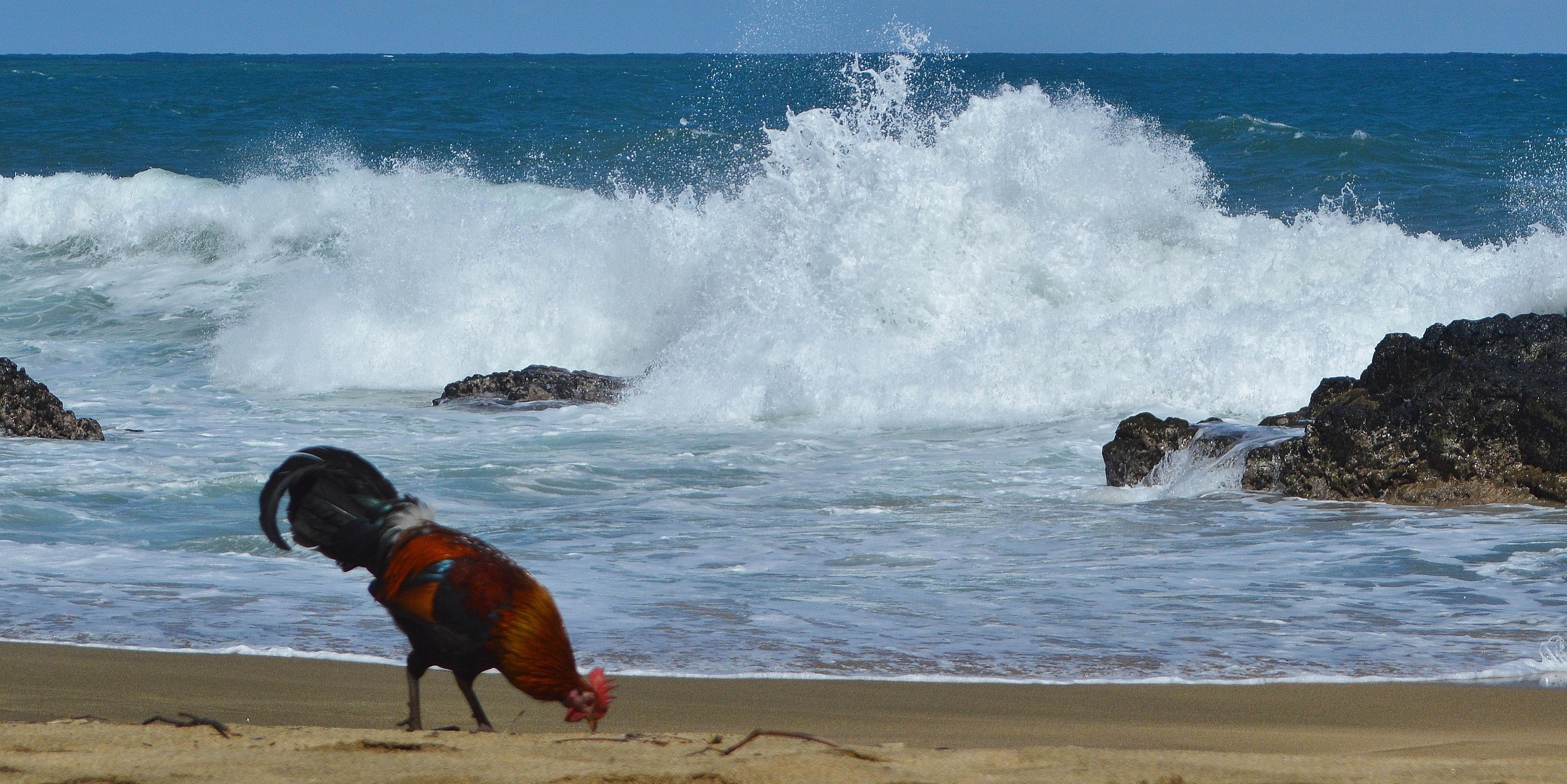 đảo Kauai ảnh 4 dao Kauai anh 4
