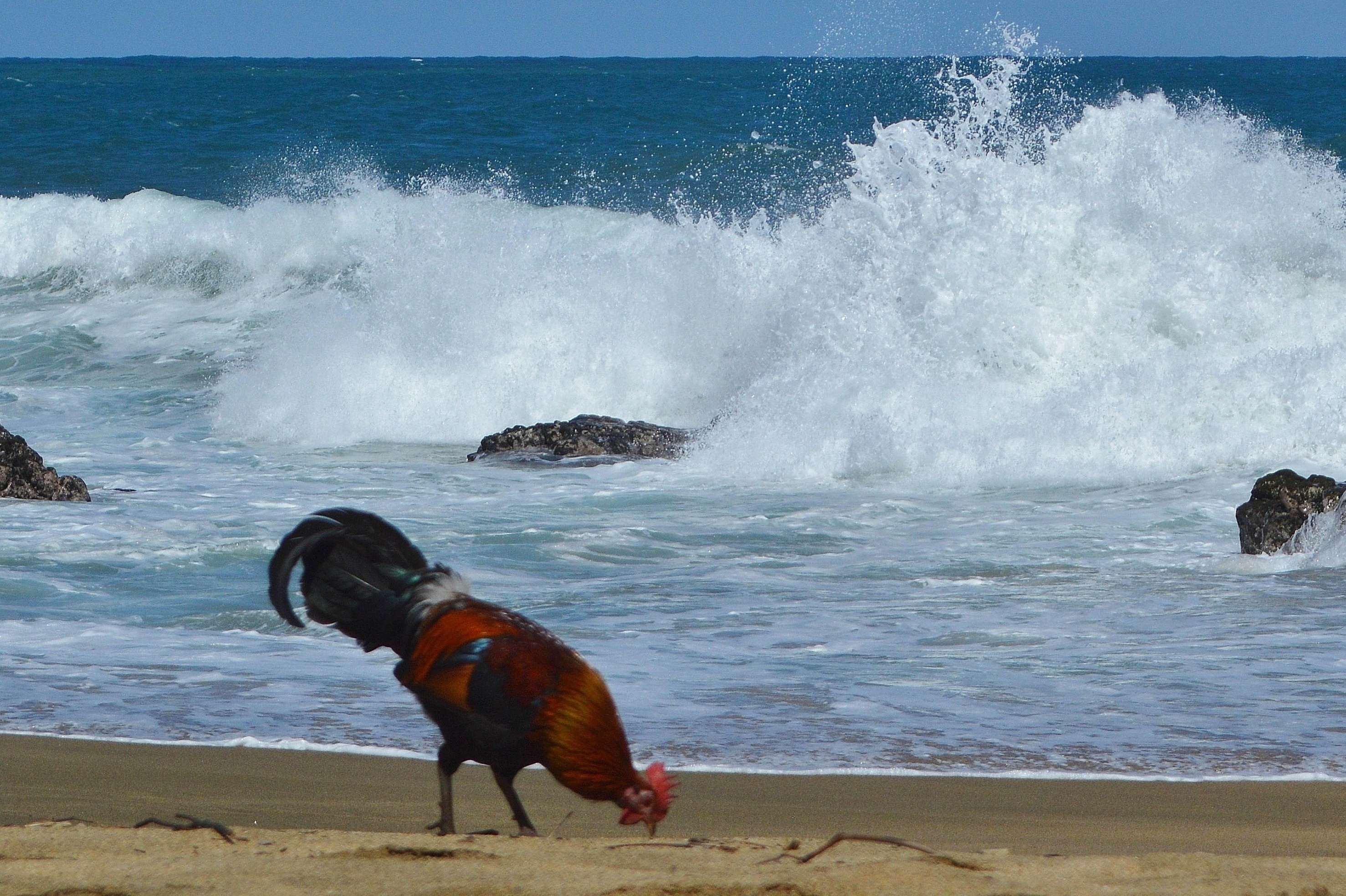 Hang nghin con ga hoang song tren hon dao o My hinh anh