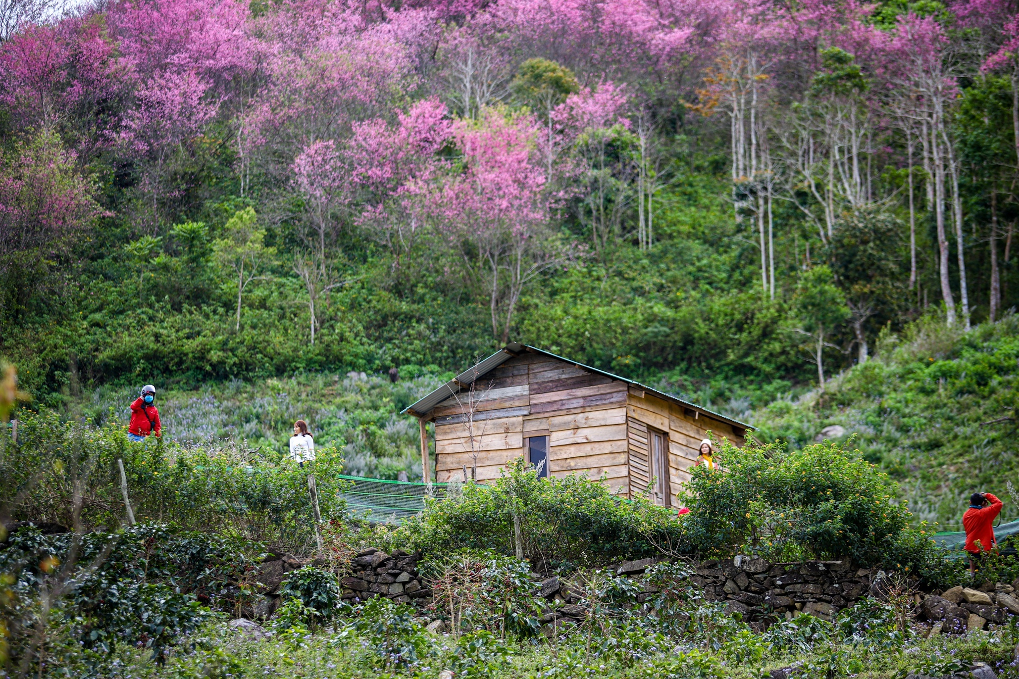 Mai anh dao khoe sac o nui rung Da Lat hinh anh