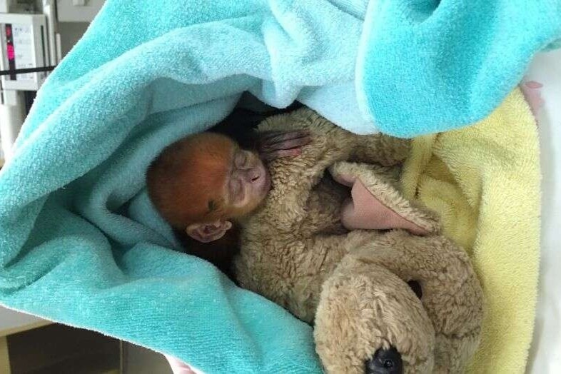 Vooc den ma trang quy hiem chao doi o My hinh anh