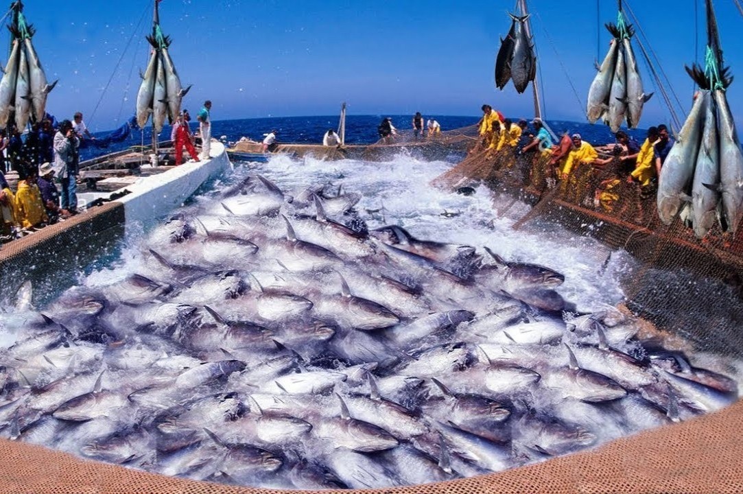 Cach nguoi Nhat khai thac ca ngu vay xanh hinh anh